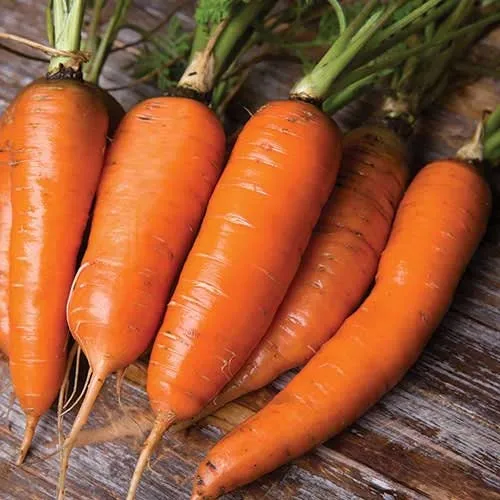 Heirloom Organic Danvers Half Long Carrot Seeds